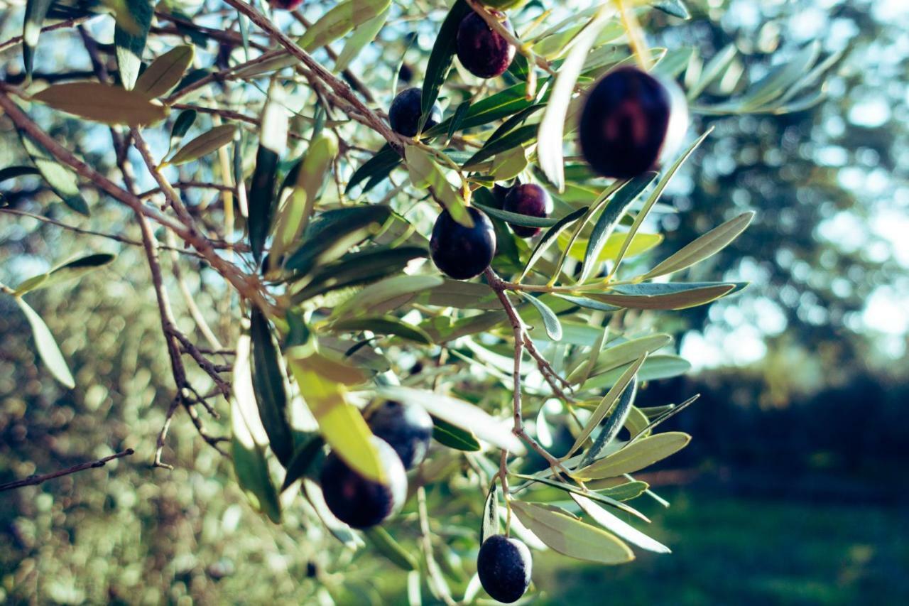 Villa Umami Μάκρη Εξωτερικό φωτογραφία